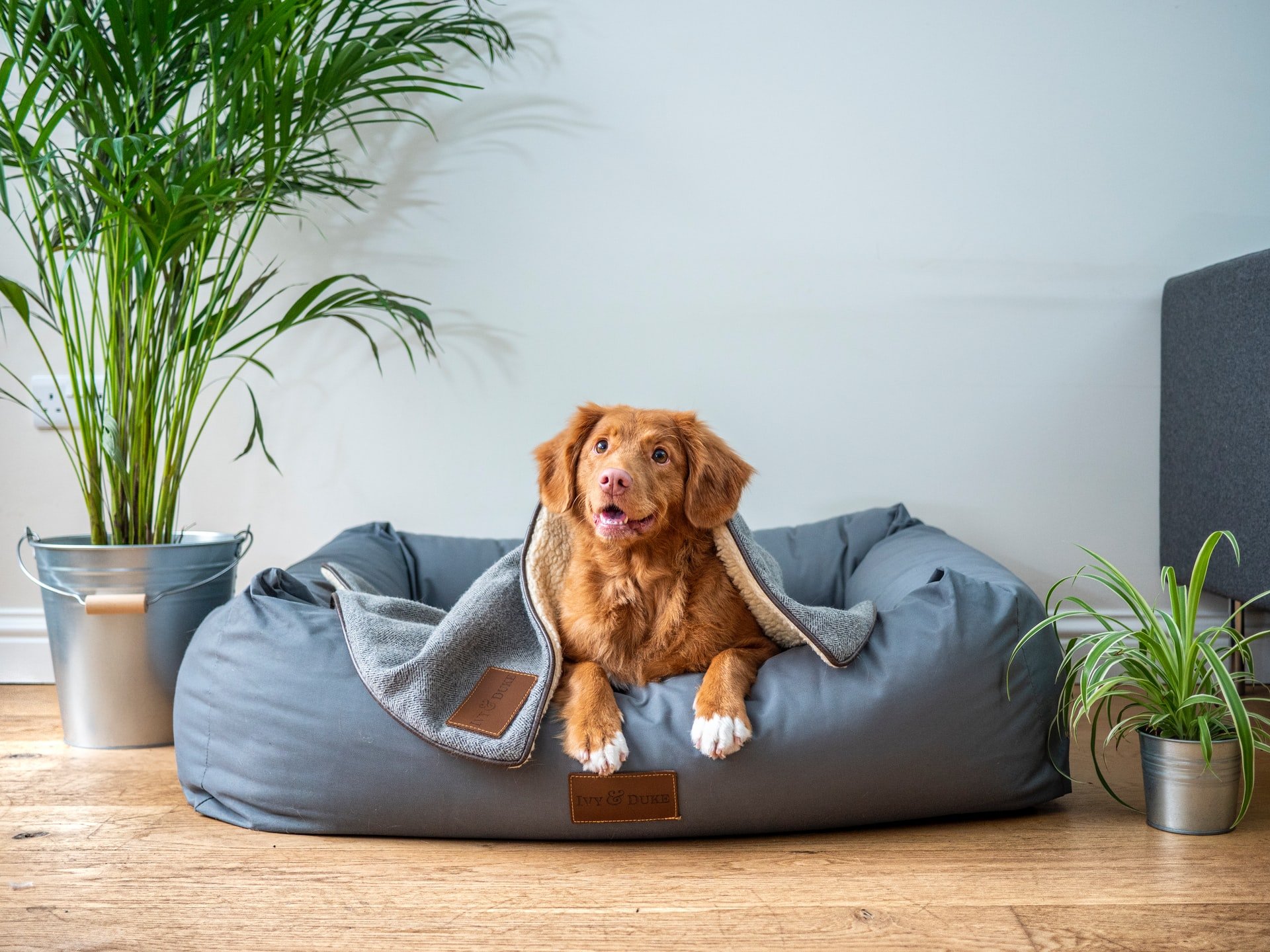 Read more about the article 10 airbnbs pet friendly que farão você querer viajar com seu animal de estimação
